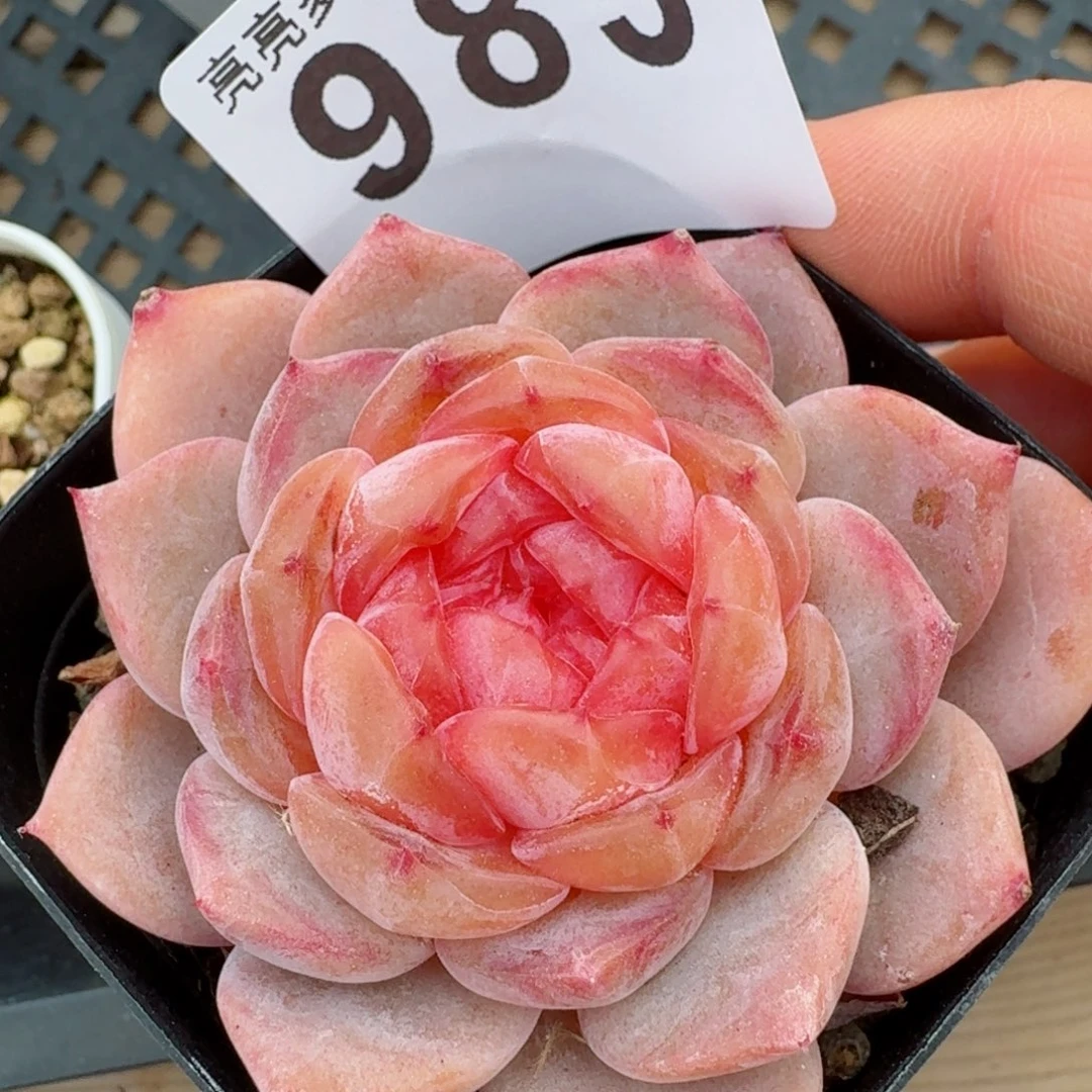 月神         精品多肉