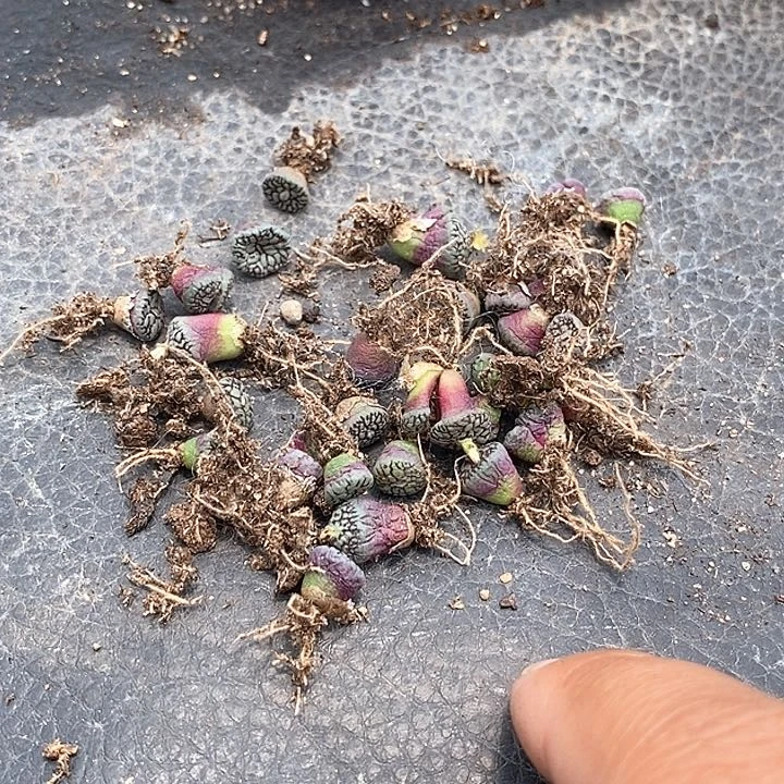 朵****聊17537一组墨