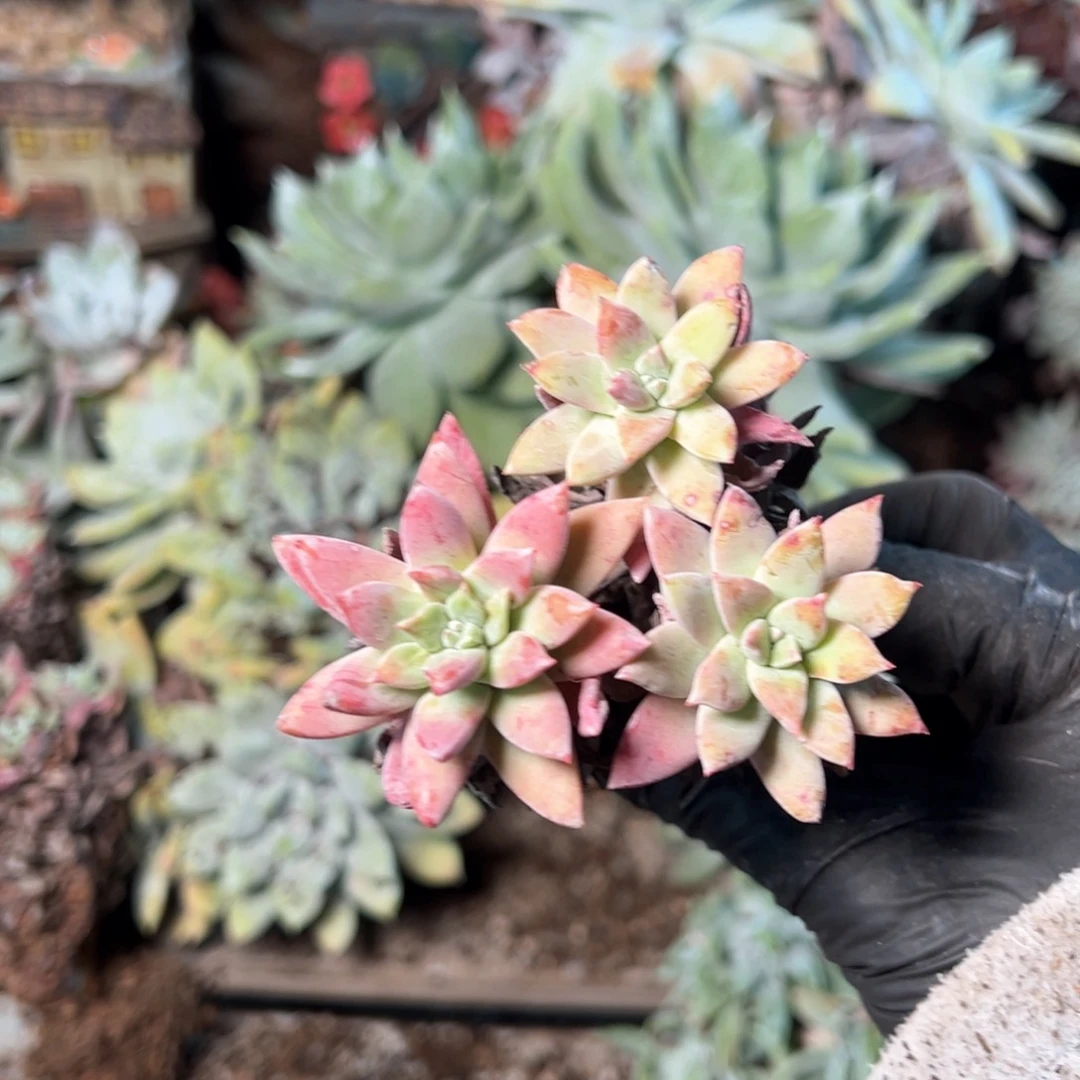 8004哈哈哈哈哈哈哈