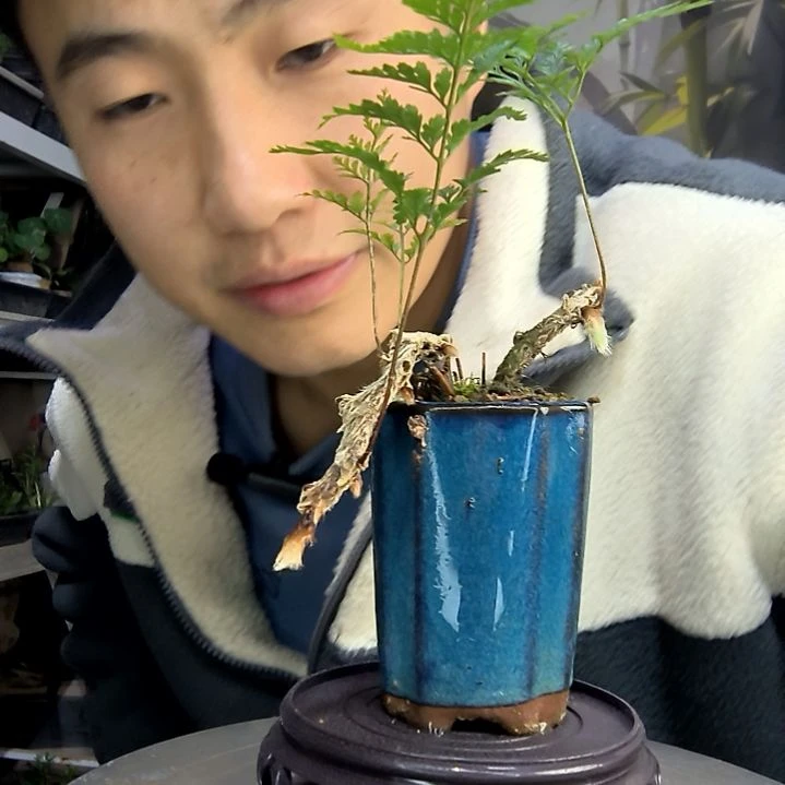 娜*中青园艺一物一拍102