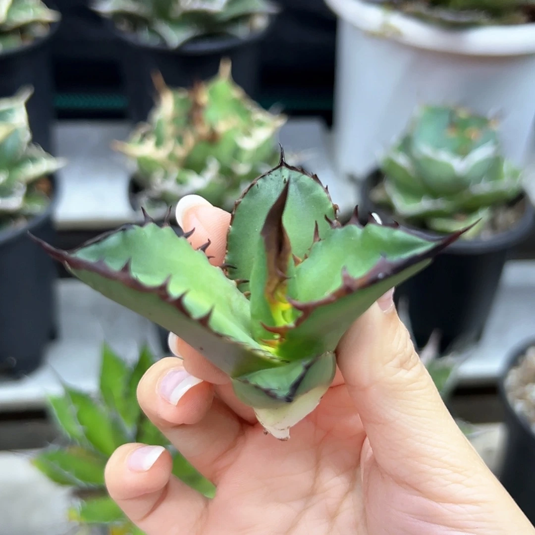 黑火焰芽一物一拍偏远不包邮