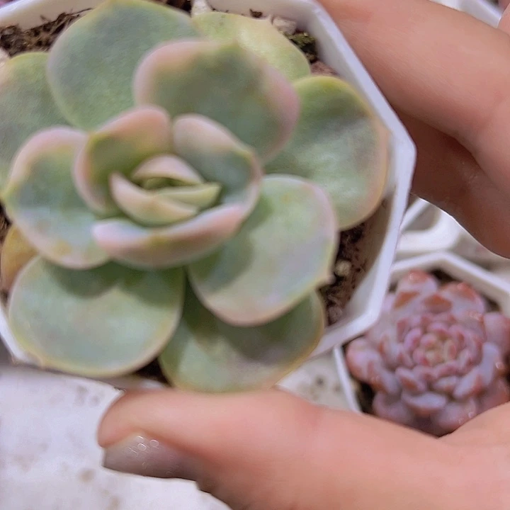 蓝色惊喜锦单头19包邮