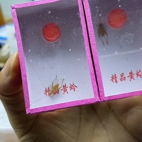 中须中黄蛉2只包邮