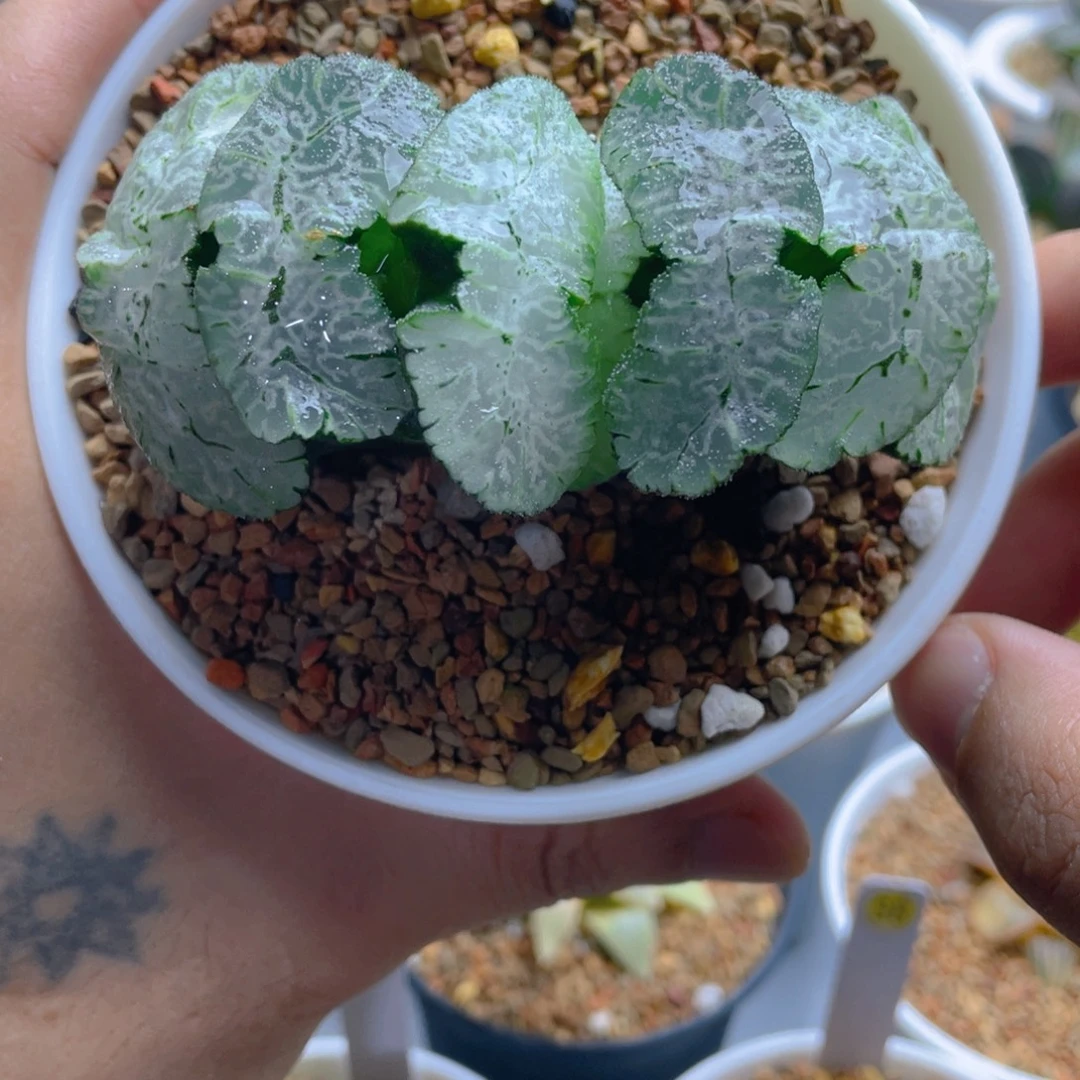 30.十二卷巨大化虎姬玉扇。