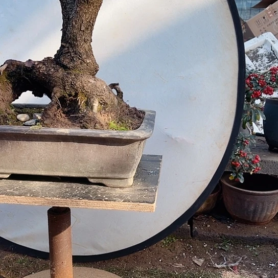 完全开放开花结果棠梨老桩