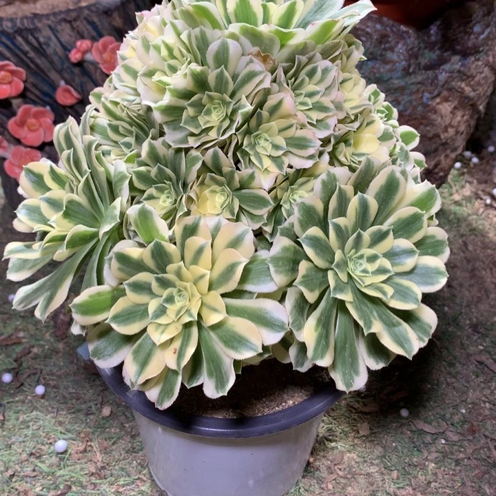 827多肉植物一物一拍