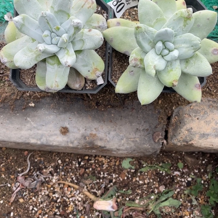 86号拇指2颗多肉植物
