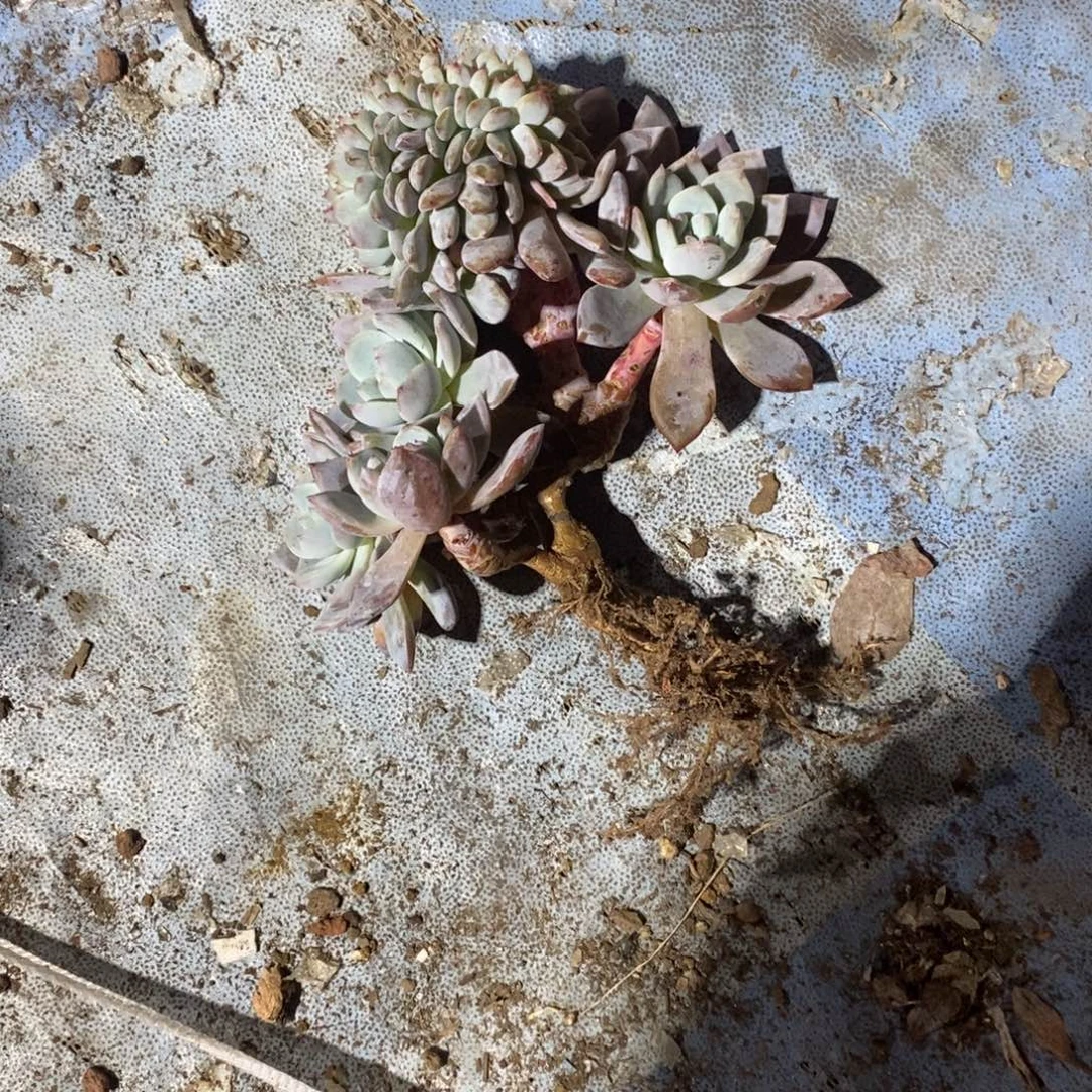 85624866889988855589