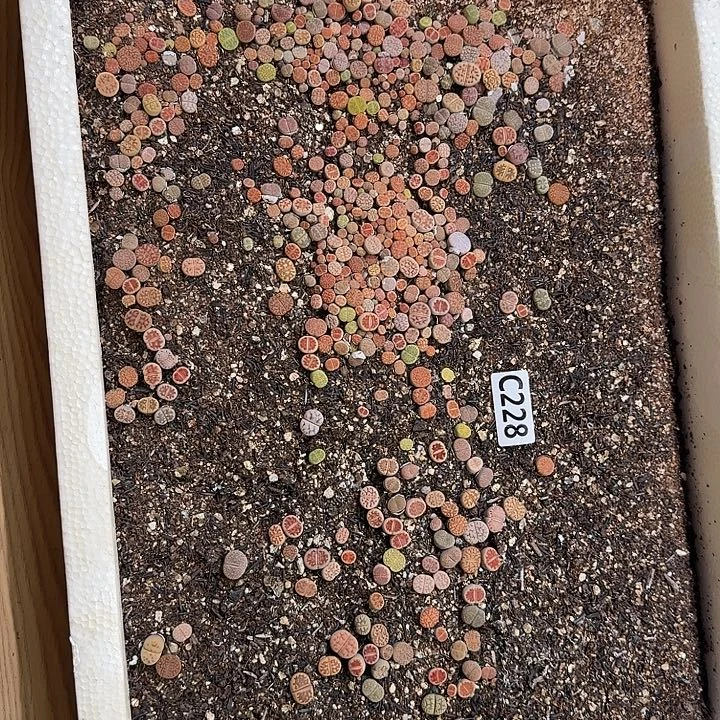 生228石花整框脱土发货不售后