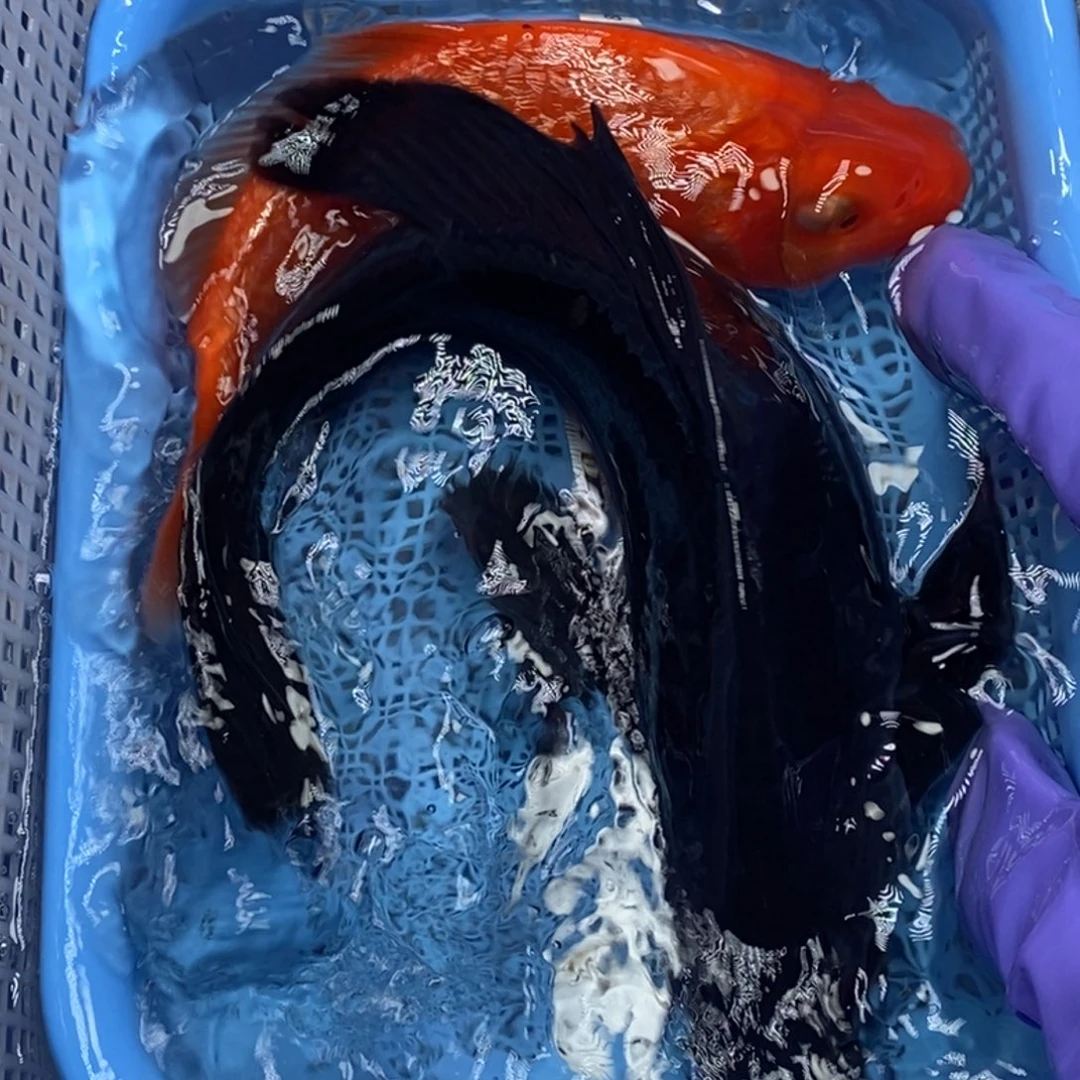 锦鲤冷水锦鲤包邮