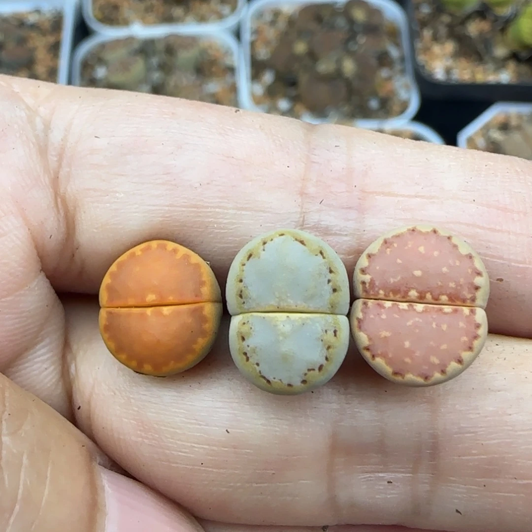 73 生石花大棚直播开播福利