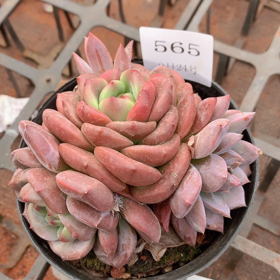 【闪购商品】云565号