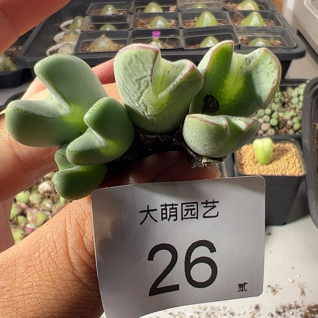 一物一拍。      26