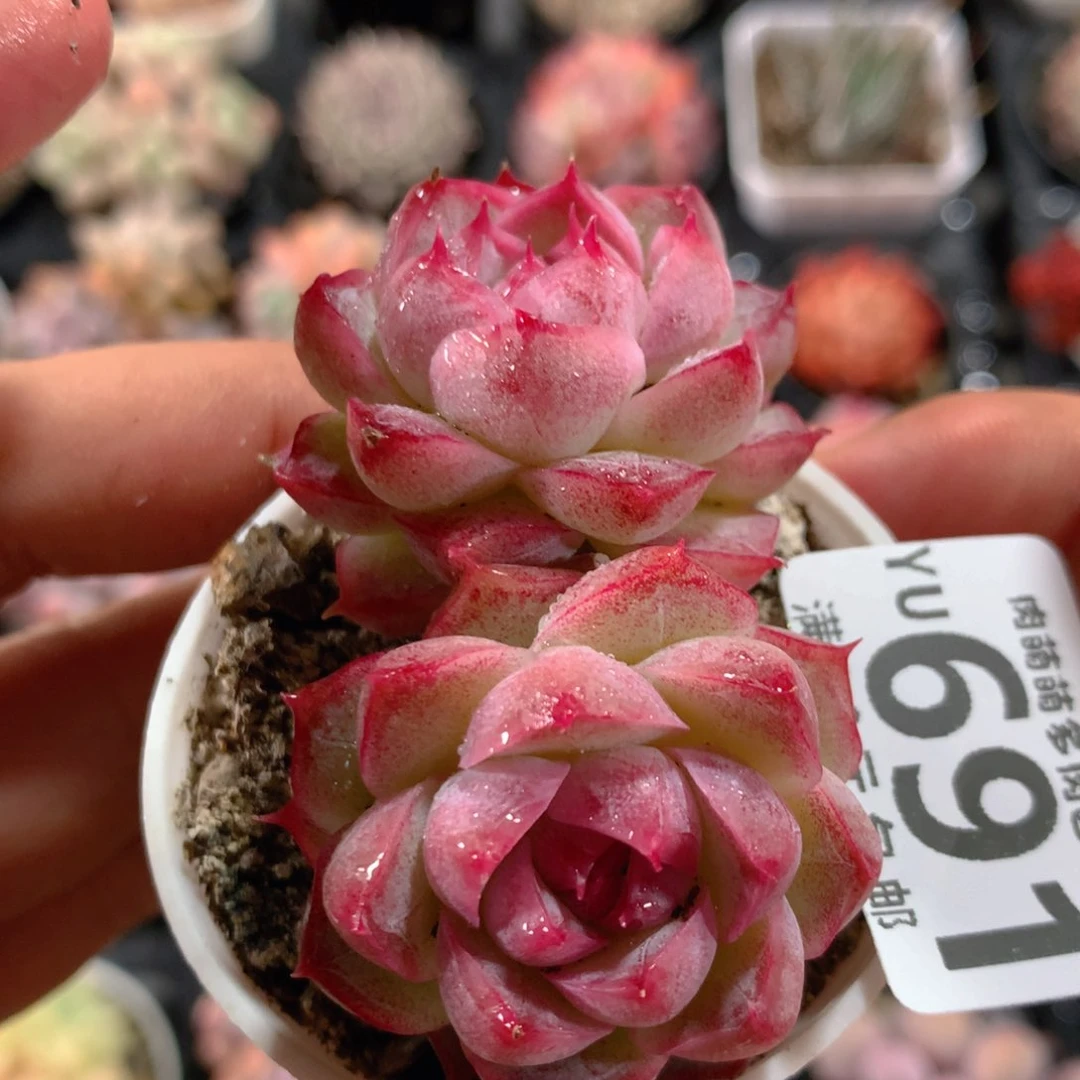 5CM拇指盆精控多肉YU691