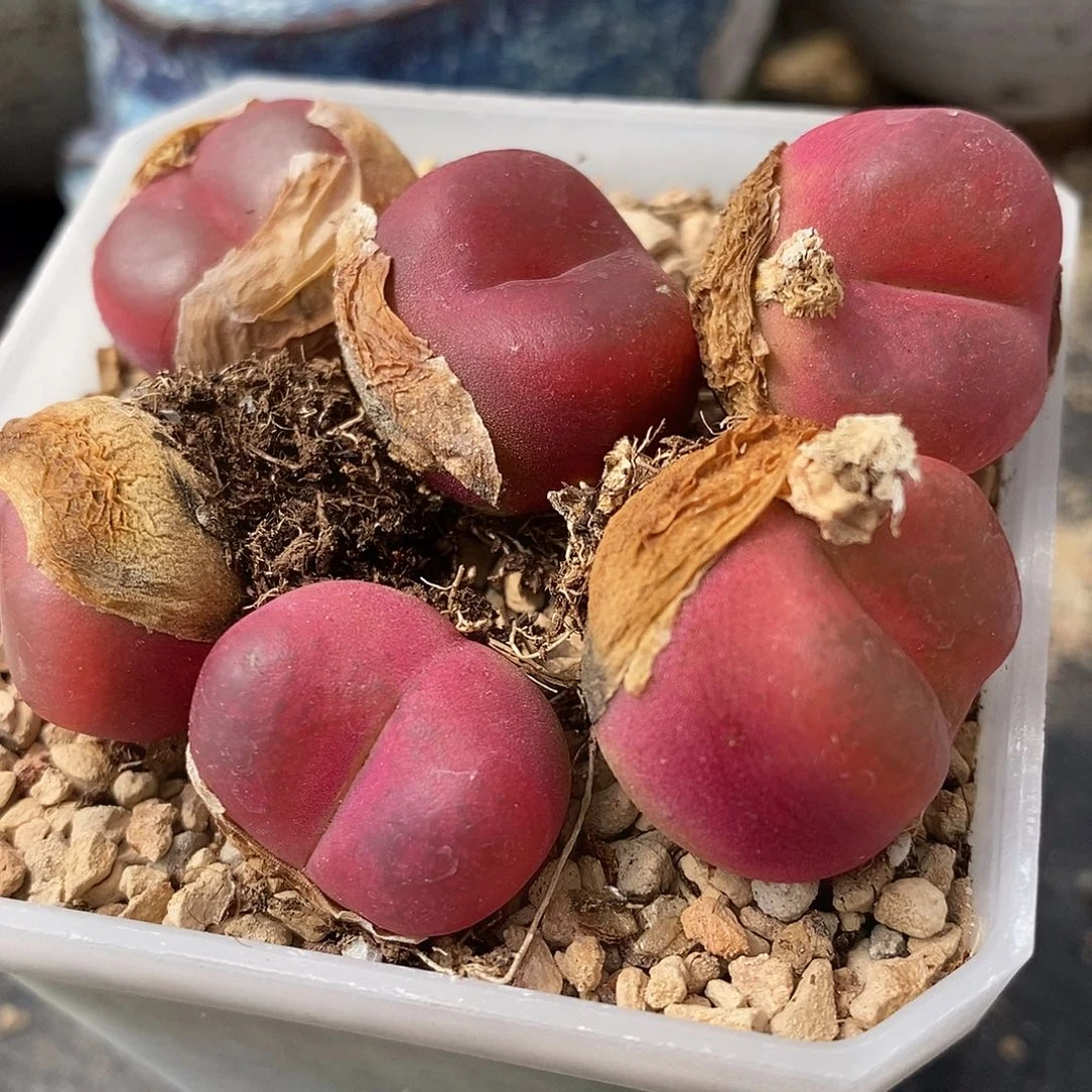 母本红宝石一颗。