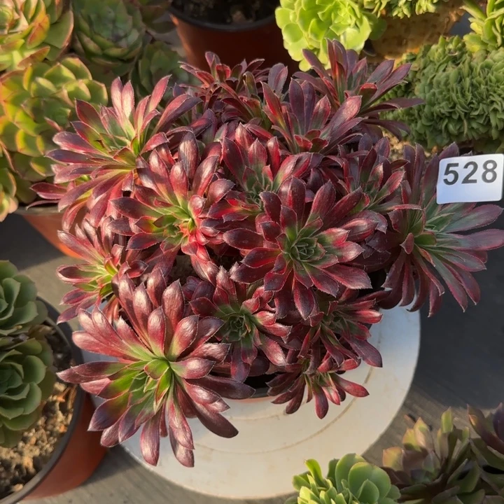 双****多肉植物孔雀528号