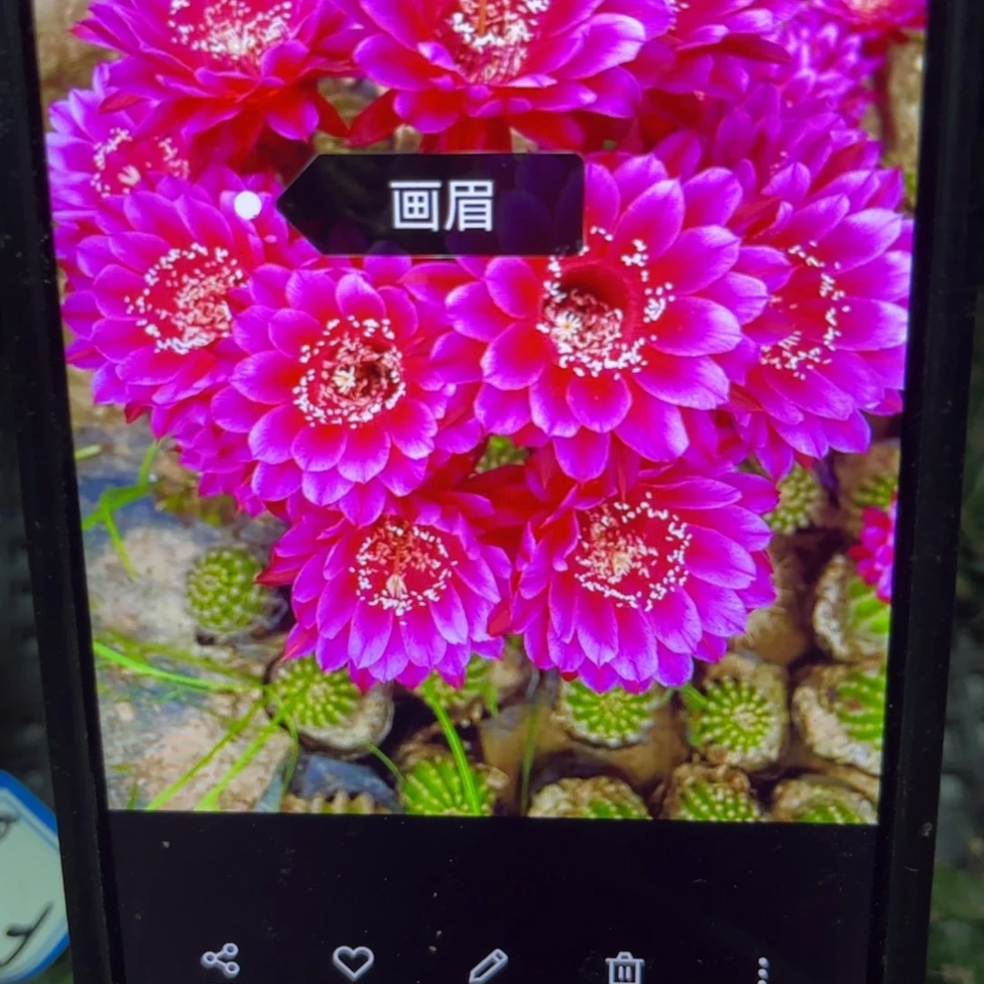 画眉彩侧呀20包邮仙人球30