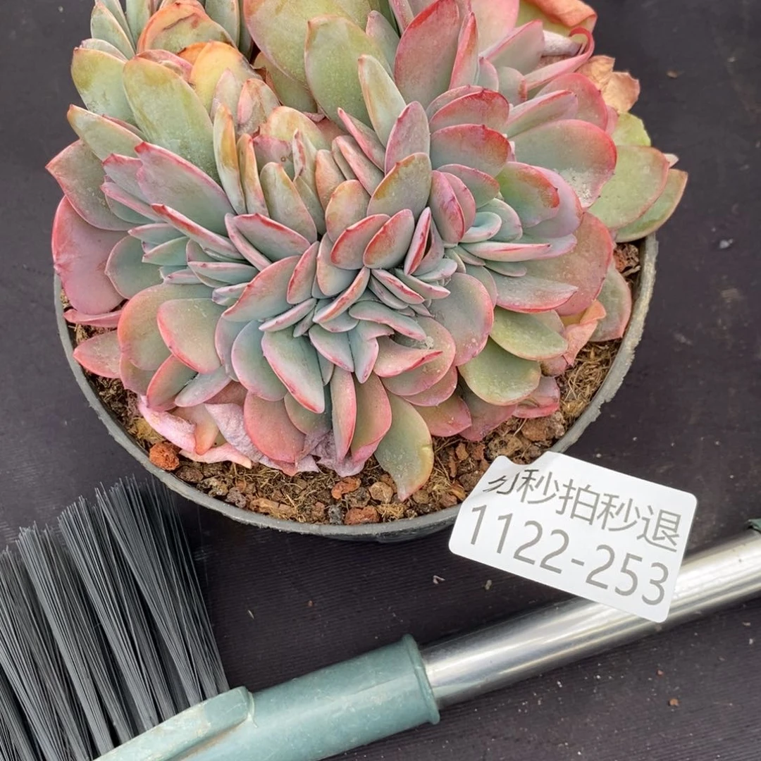 两单包邮1122-253布鲁蓝