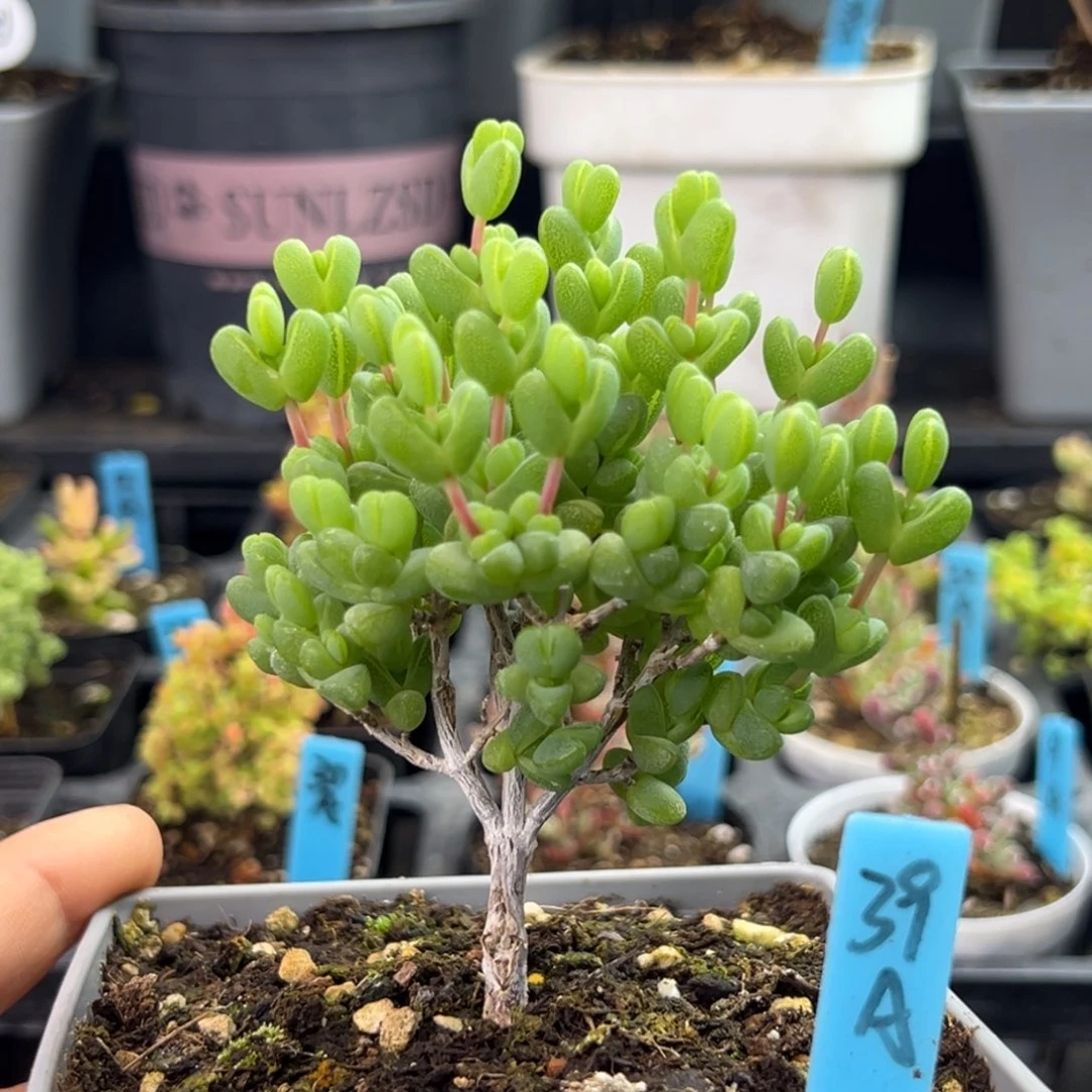 老桩元宝小树39号