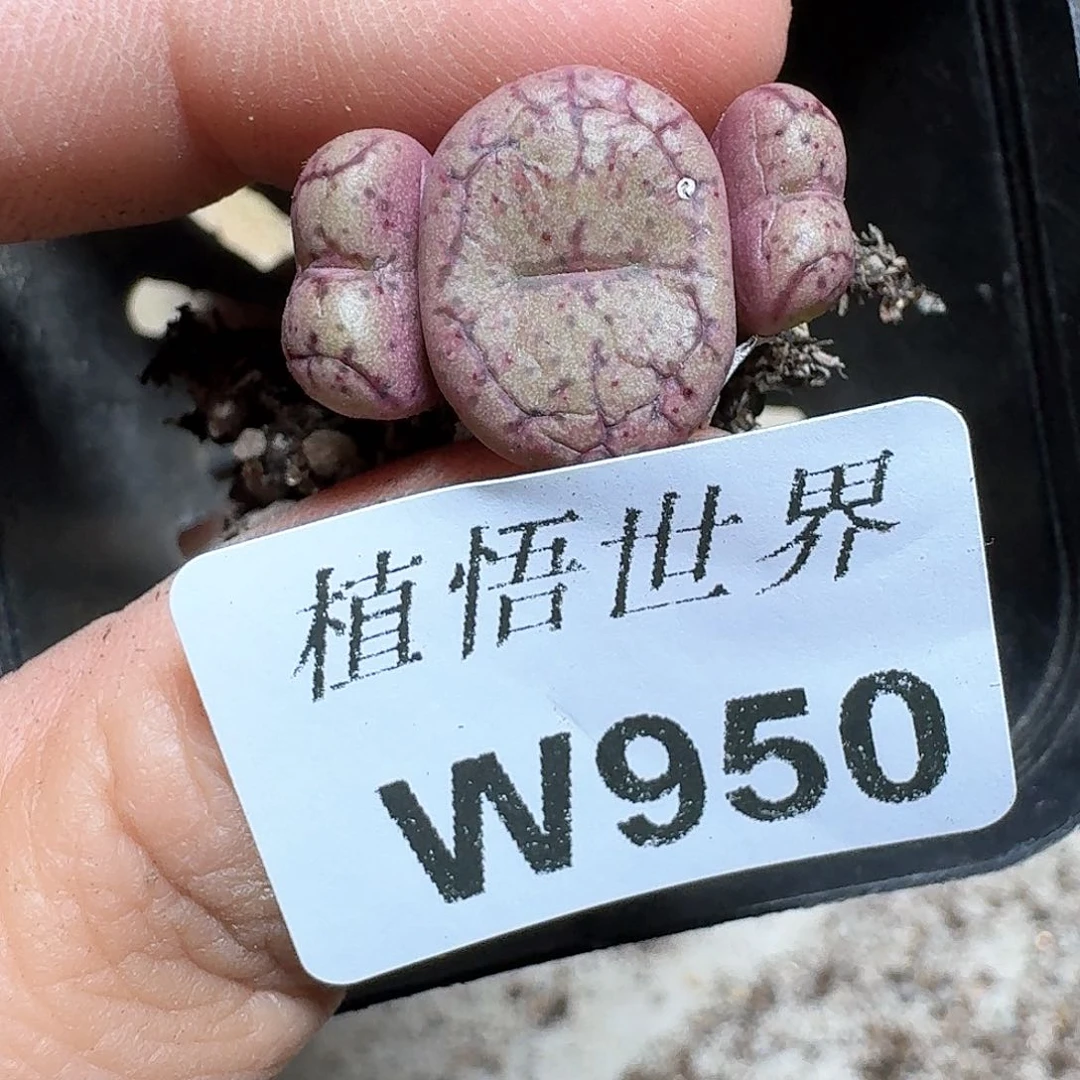 950号多肉植物哇c f