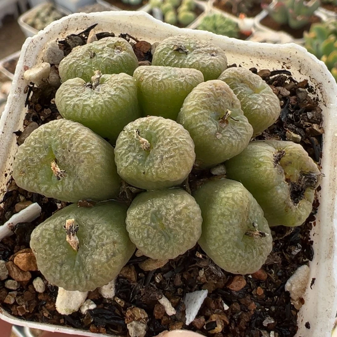 185多肉植物种类多样