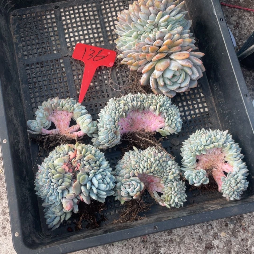 136号星影缀化六个