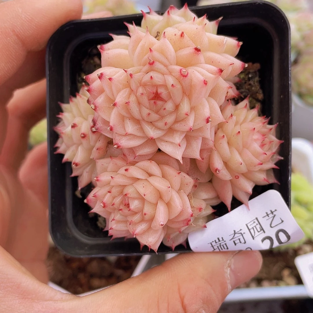 0000000000000020量拍