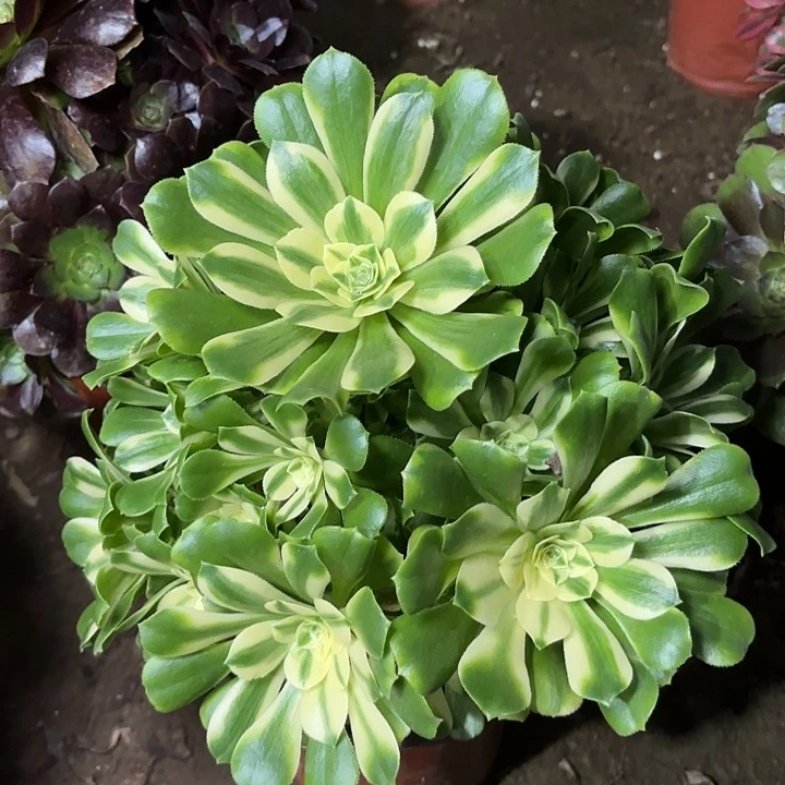 多肉植物辛尼亚31