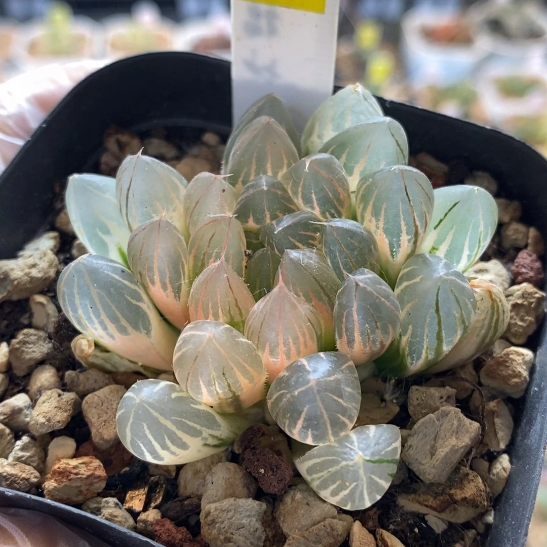 82号糊斑霓虹灯玉露锦