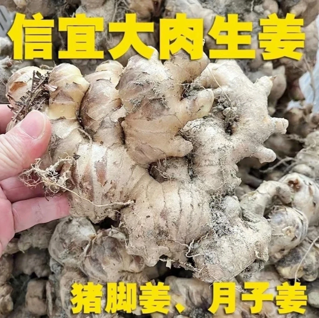 大肉姜老姜生姜种广东信宜钱排农村山里新鲜现挖老姜猪脚姜食用姜