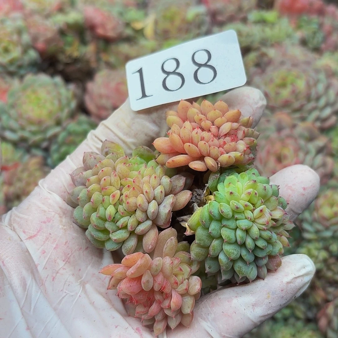 多肉植物多肉植物188