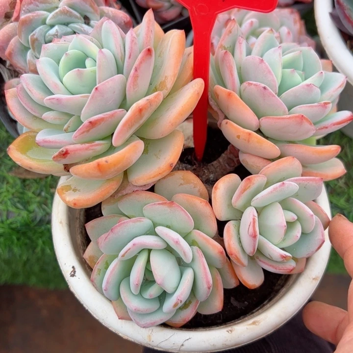 247白月光平平安安健健康康