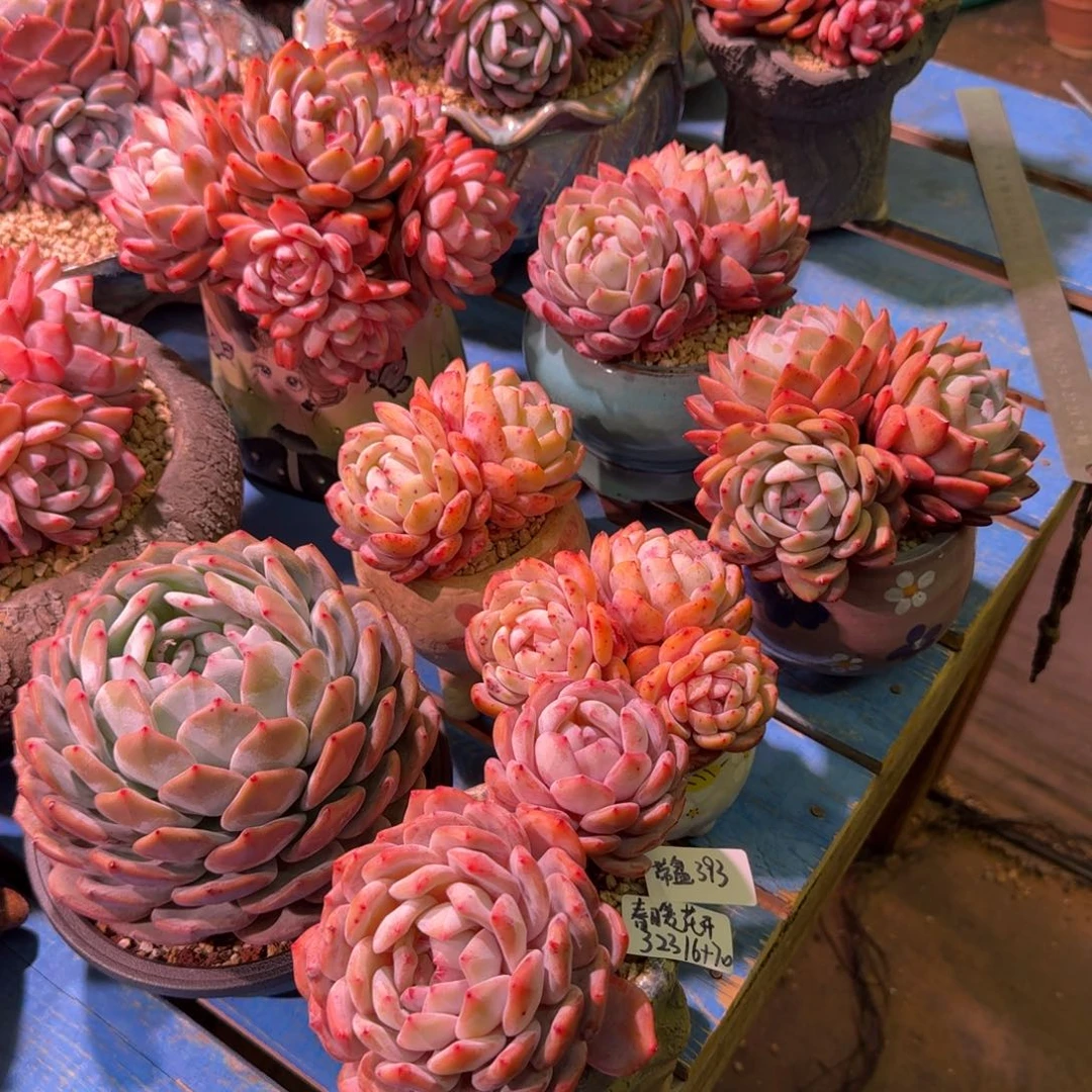 橙梦露群带盆发货