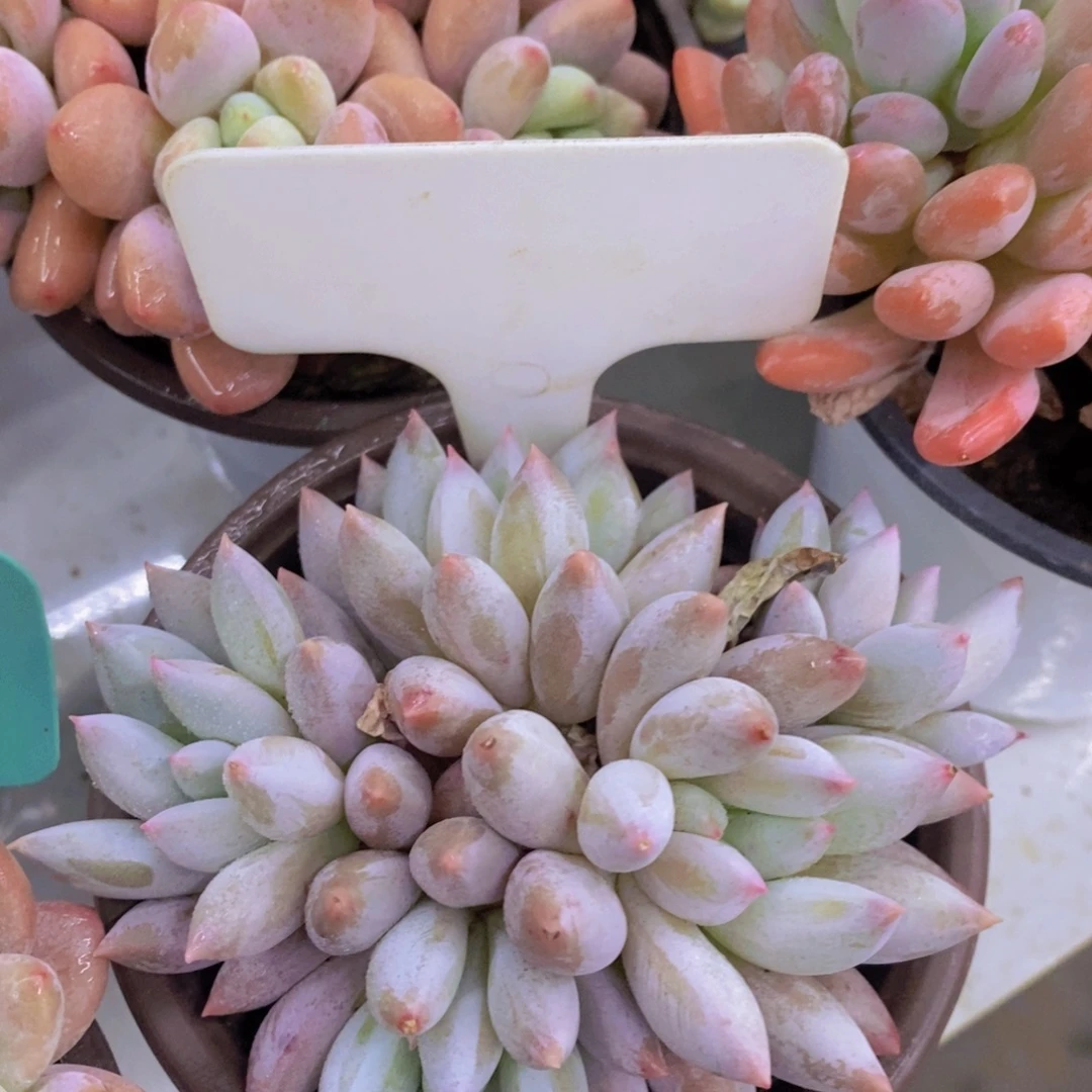 精品多肉，一物一拍，清