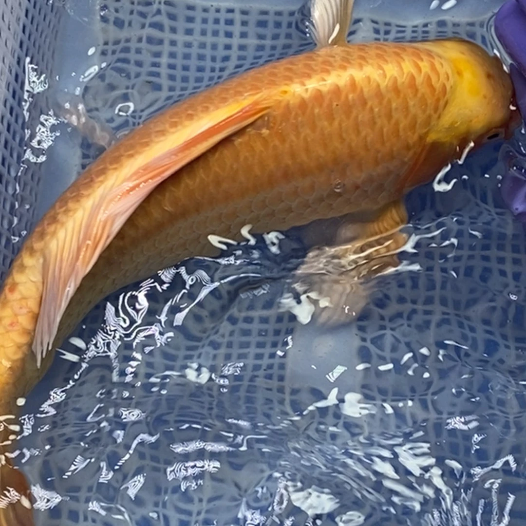 锦鲤冷水锦鲤包邮