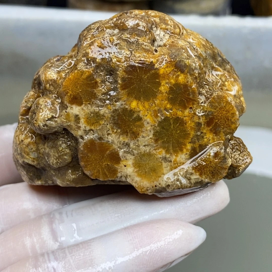 【闪购商品】硅化玉珊瑚玉未镶嵌