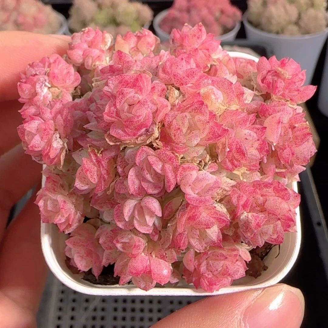 多肉0102-149优选麦秆群