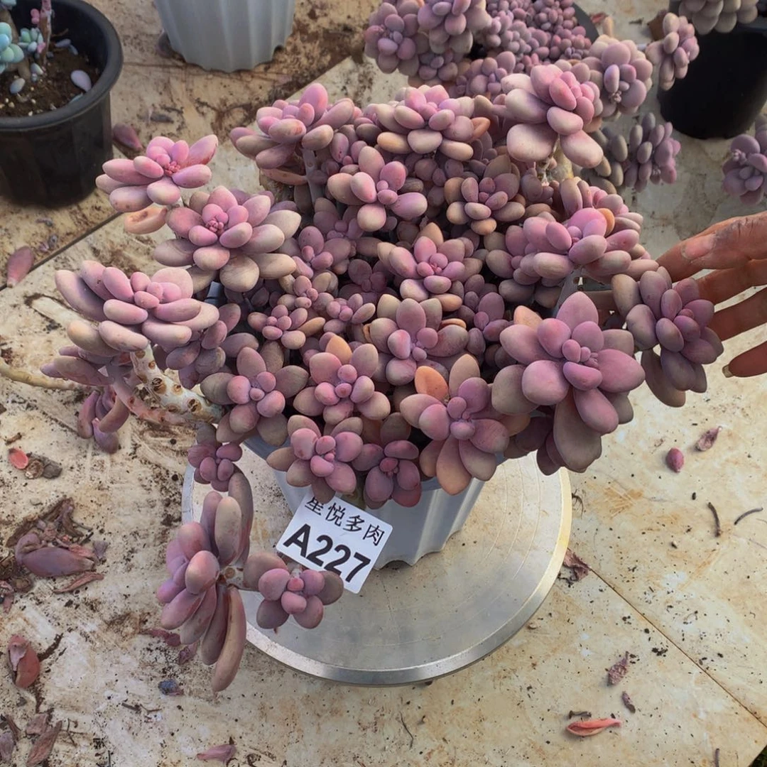 M*y星月多肉  A227