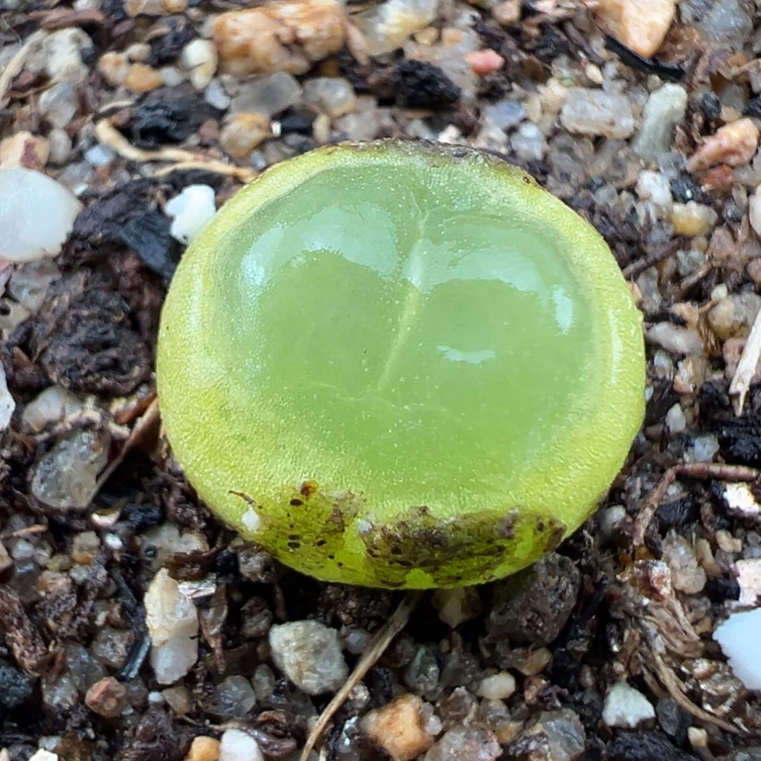 2.9好看的多肉139