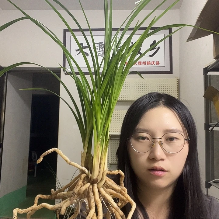 大部分花苞少量开放