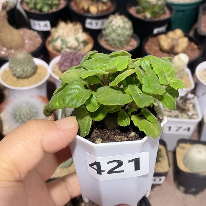 421爱氏延命草块根