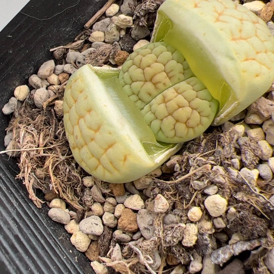 0566号黄绿富贵 多肉植物