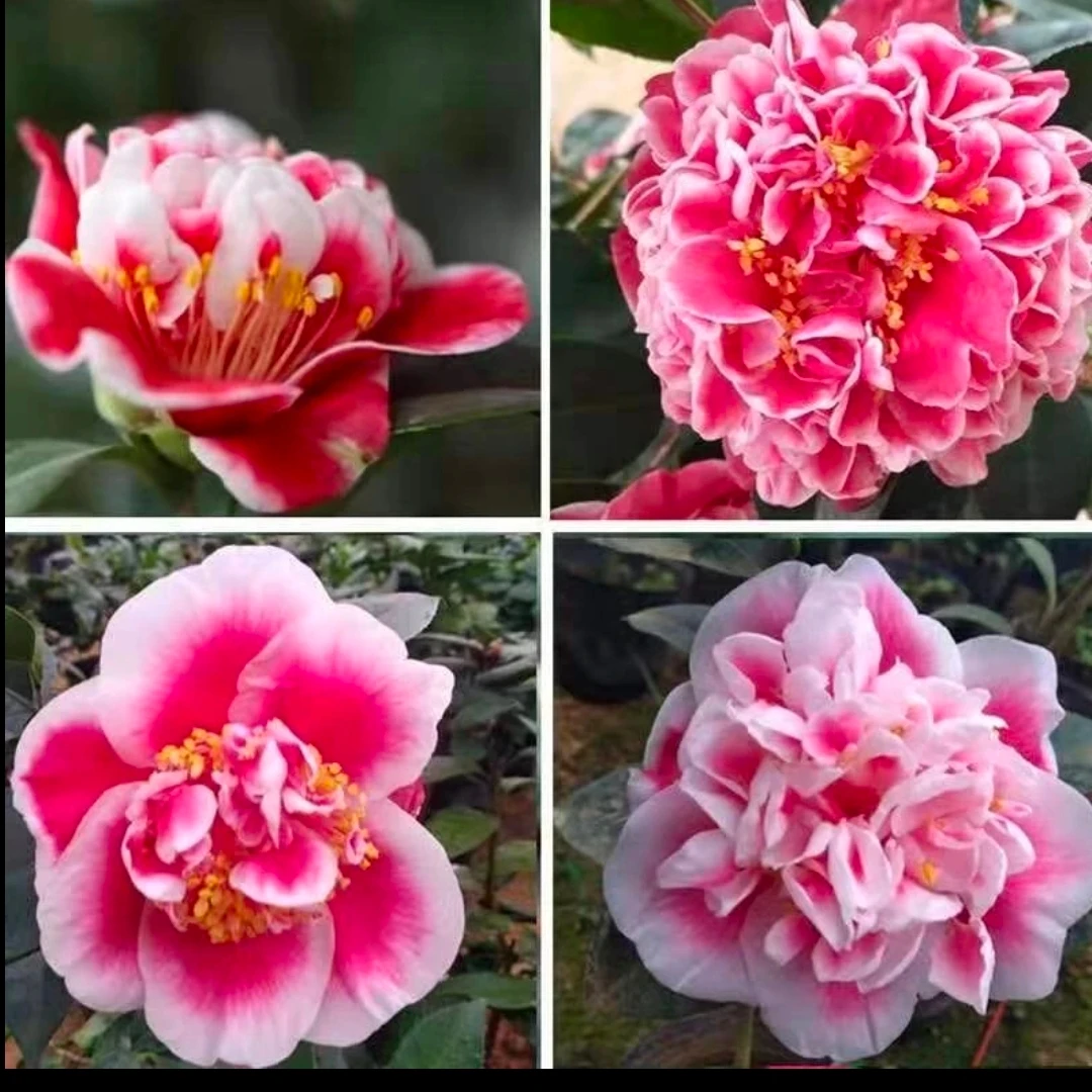龙火珠茶花盆栽四季室内福建名贵山茶花客厅盆景年宵花卉精选