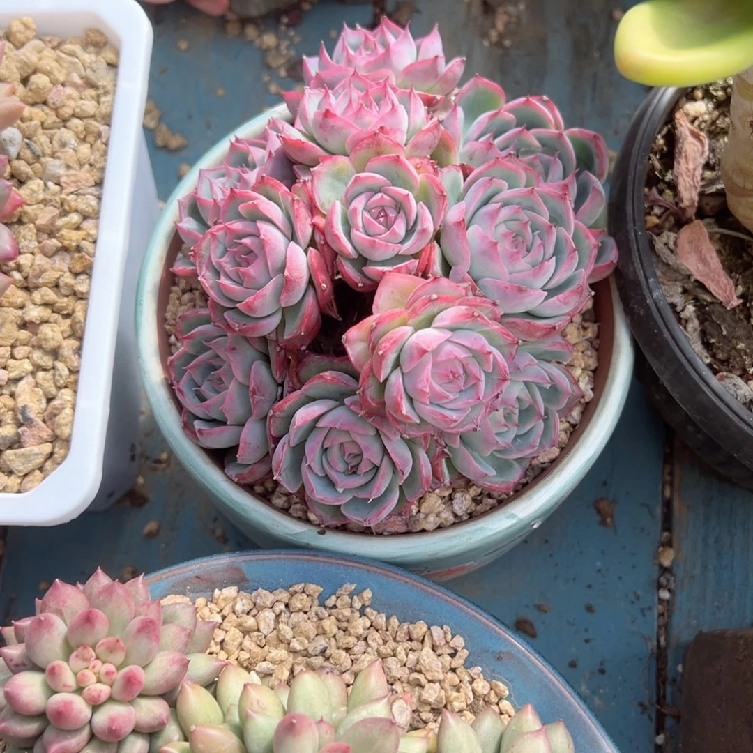 精品多肉植物老桩