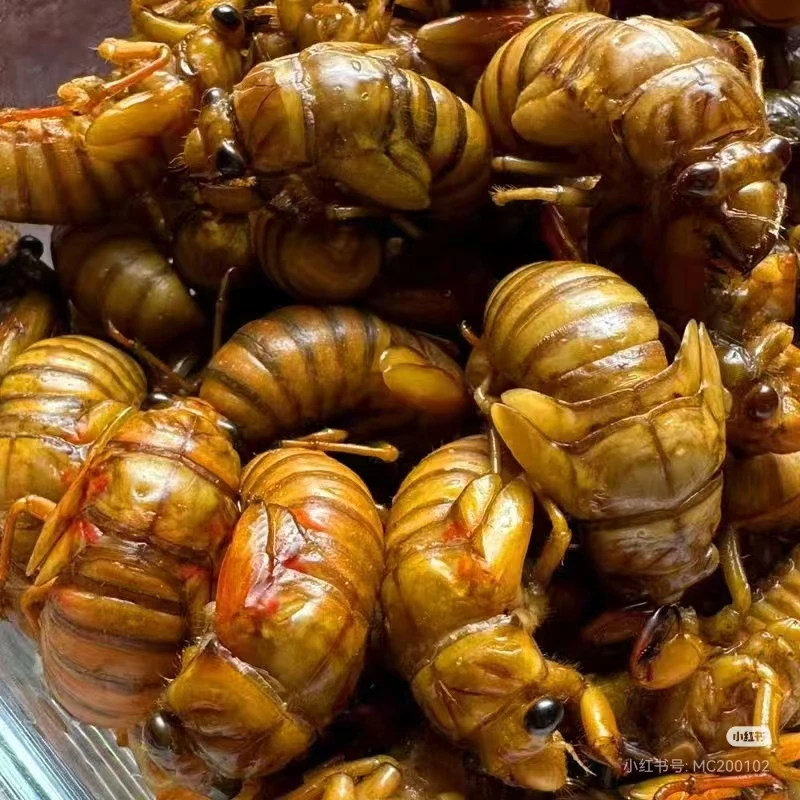 25年新鲜杜仲金禅  知了1猴  爬叉   顺丰包邮 新品