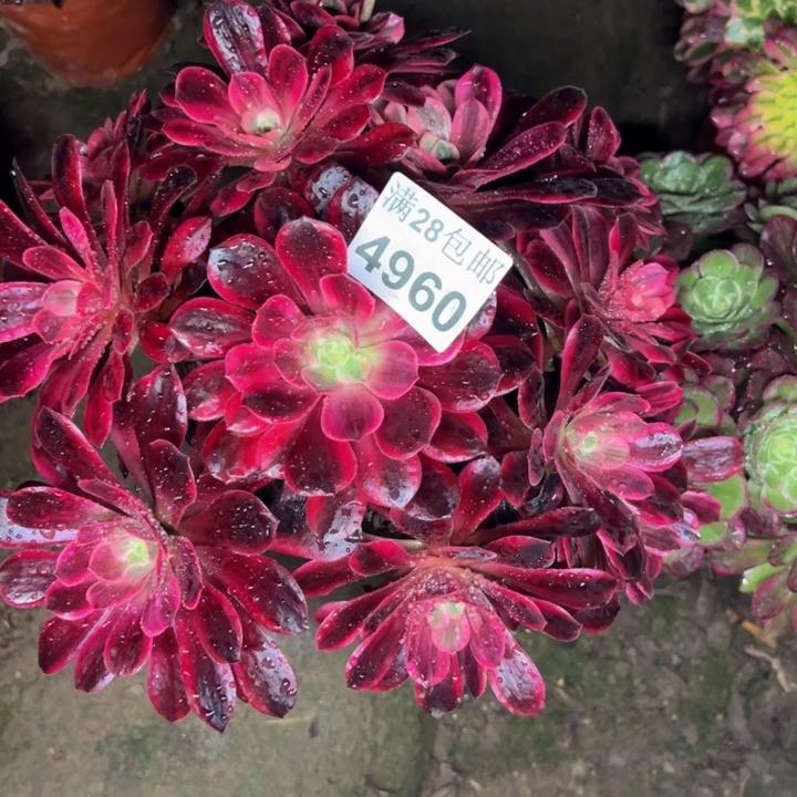 4960婚纱多肉植物