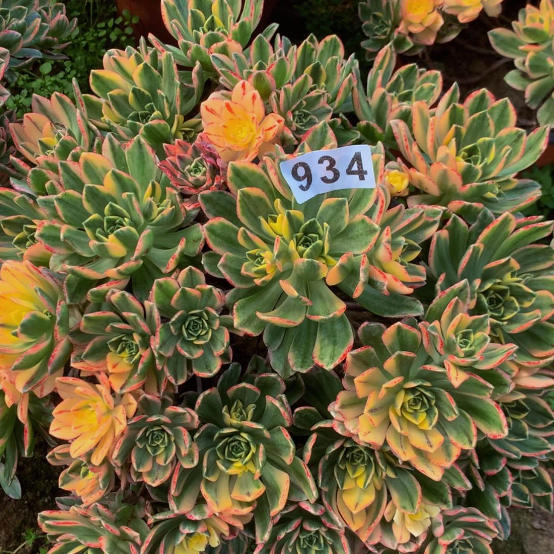 【闪购商品】934甜茶多肉