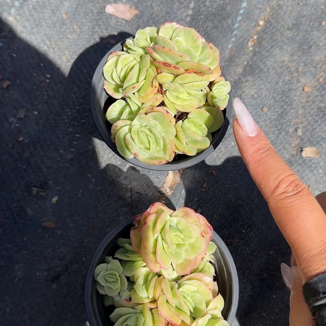 冰玫瑰锦多肉植物精品