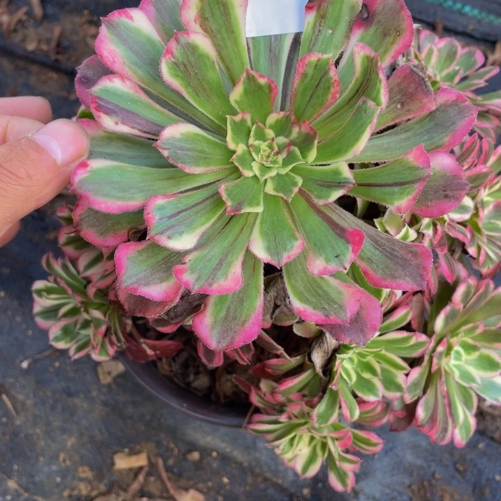 同花顺的多肉植物194