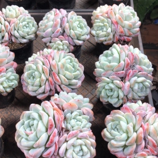 精控冰玉群满19包邮